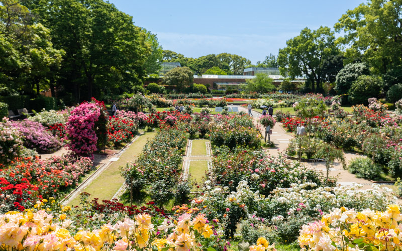 280種1,300株のバラが咲き誇るバラ園は高台から見下ろすことができる。