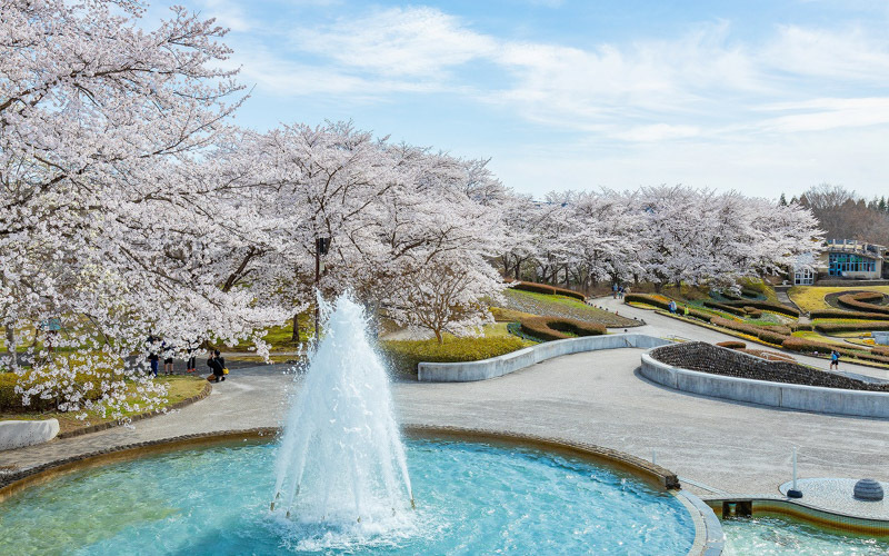 「彩のひろば」を囲むように咲く桜は一見の価値あり。写真提供：みちのく公園管理センター