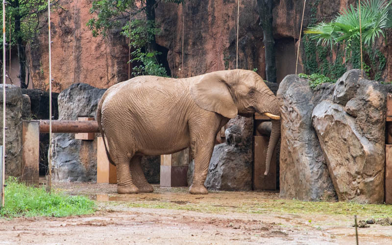 アフリカ園ではサバンナの再現を目指した環境で、ゾウやキリン、シマウマなどをひと目で見渡すことができる。