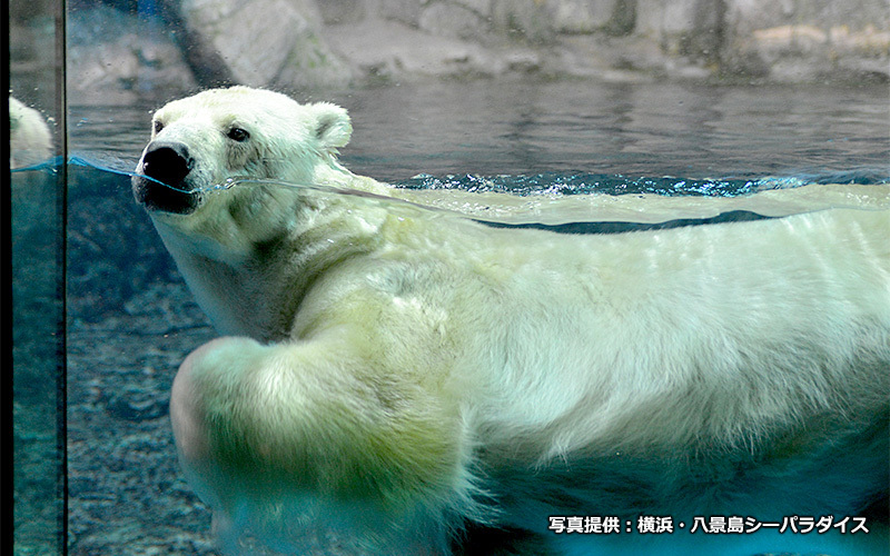 北極や南極の冷たい海に暮らす生きものたち、「ホッキョクグマ」「セイウチ」「ペンギン」に出会える。	