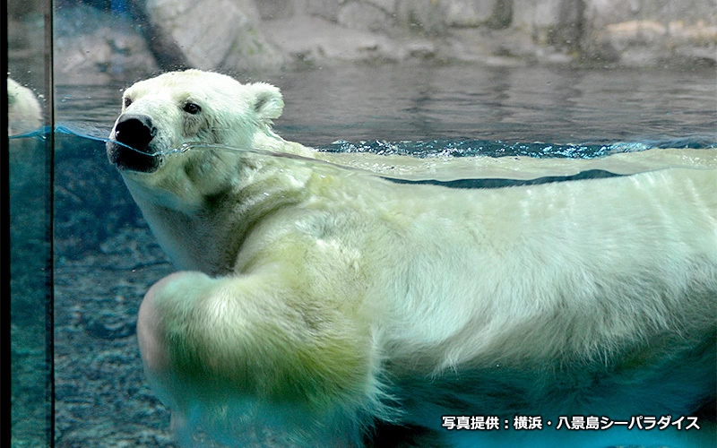 北極や南極の冷たい海に暮らす生きものたち、「ホッキョクグマ」「セイウチ」「ペンギン」に出会える。	