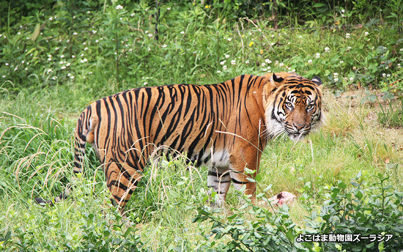 関東ではズーラシアか上野動物園、野毛山動物園でしか見ることができない絶滅危惧種のスマトラトラ。	