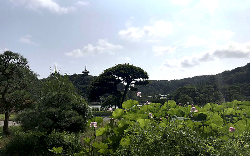 7～8月は蓮池の蓮、5～8月は睡蓮池のスイレンが見どころ。	