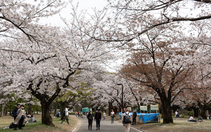 花見スポットとしても人気があり、春には多くの花見客でにぎわう。	