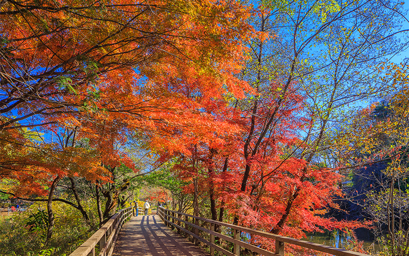 樹林に覆われた公園は、秋になると紅葉の名所としても有名。