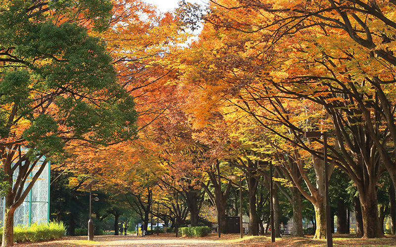 公園内には1,000本のケヤキがある。秋になるとイチョウや桜など、色とりどりの紅葉を楽しむことができる。									