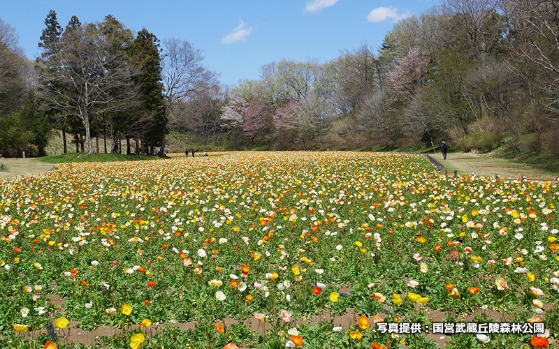 毎年、春の開花時期には約70万本が咲き誇るアイスランドポピー。