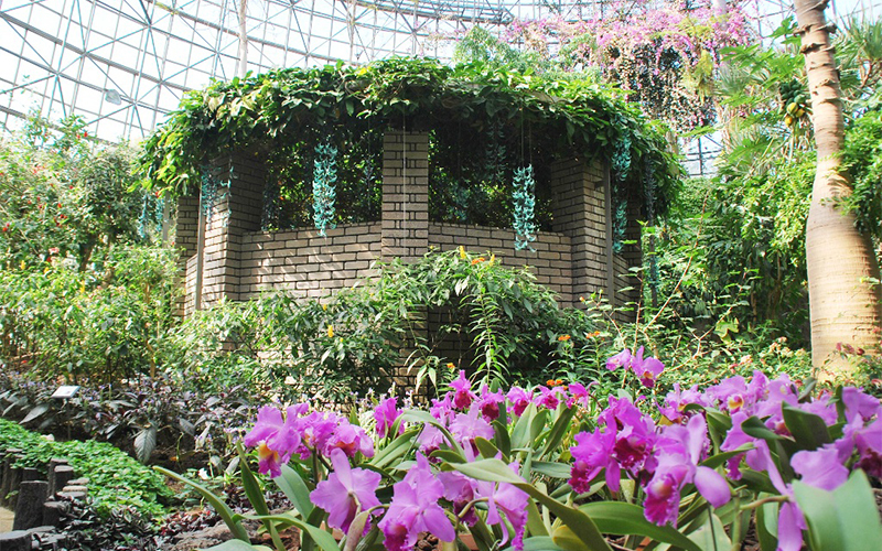 トロピカルドームでは、一年を通して熱帯の植物を観賞することができる。※トロピカルドーム温室のみ別途入園料が必要。