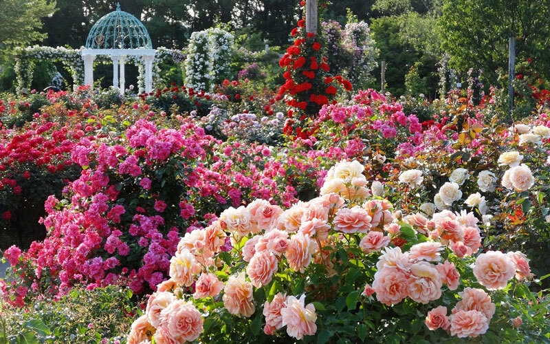 「整形式庭園」では鮮やかに演出されたバラを楽しむことができる。（写真は5月下旬の様子）