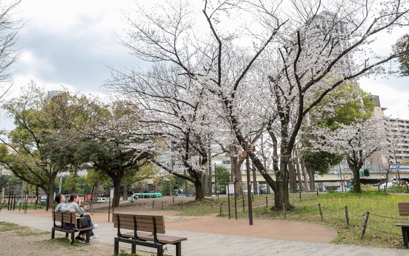 17号地の桜の前にはベンチが設置されている。