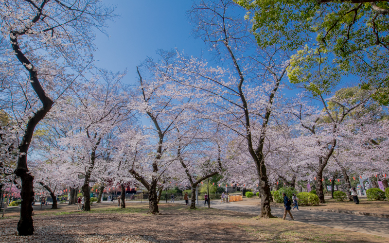 上野恩賜公園のスポット施設詳細 介護アンテナ