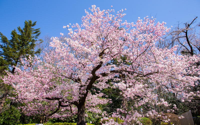 神代植物公園のスポット施設詳細 介護アンテナ 神代植物公園のスポット施設詳細 介護アンテナ