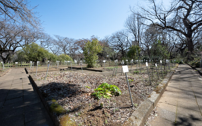 東京大学大学院理学系研究科附属植物園 小石川植物園 のスポット施設詳細 介護アンテナ
