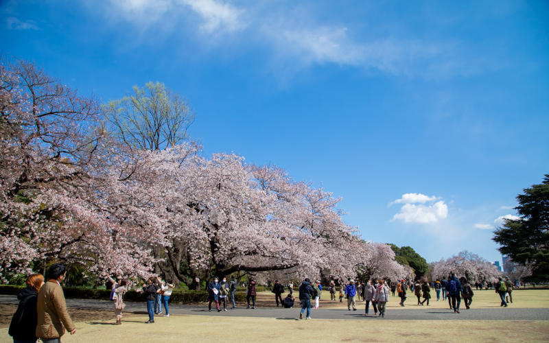 桜の季節は多くの花見客でにぎわい、土日は混雑が予想される。									