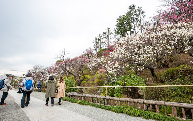 通路に沿って植えられた梅を間近で観賞できる。									