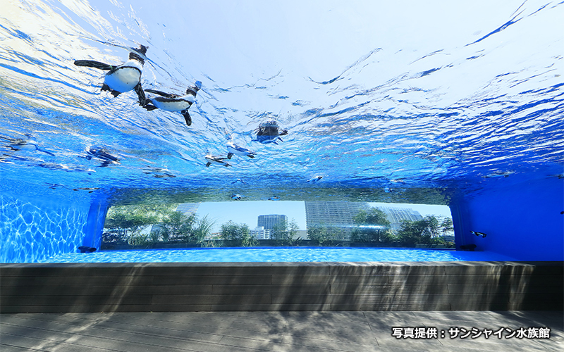 「天空のペンギン」 は幅約12メートルのオーバーハングした大水槽で上空を飛び交うように泳ぐケープペンギンの姿が見られる。									