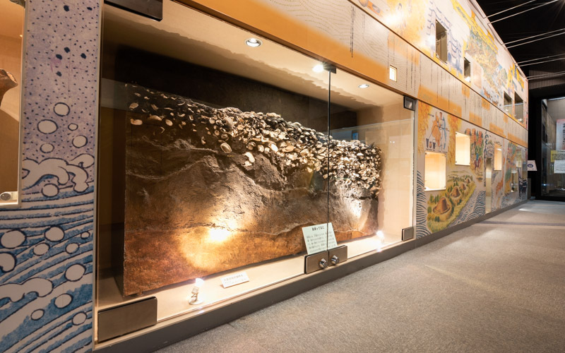 大森貝塚から1984年の調査で出土した貝層の標本。大森貝塚は1877年にモースにより発見された。