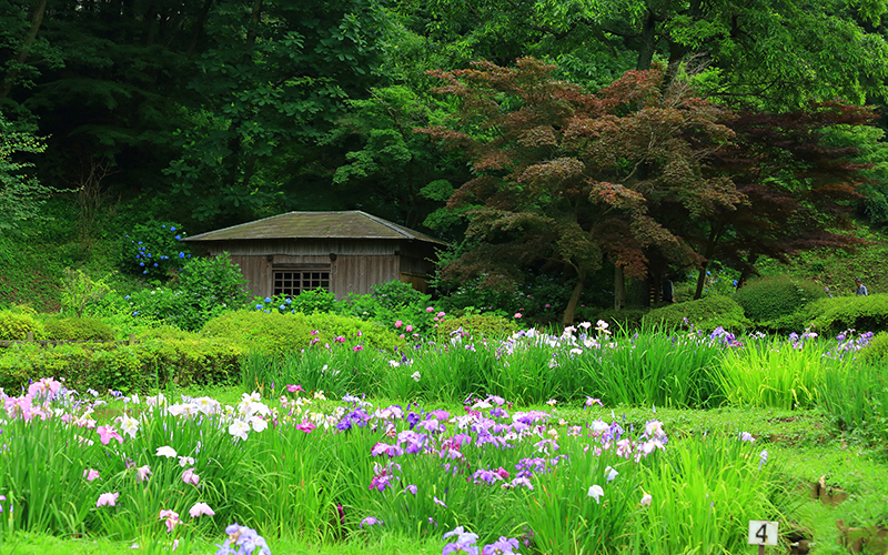 5月下旬から6月下旬にかけて約2,200株の花菖蒲が見頃を迎える。