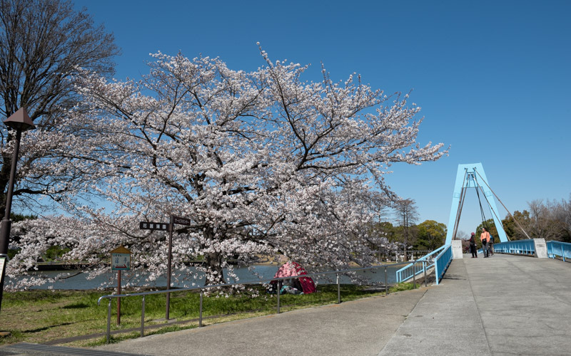 水元大橋の横には桜の木があり、芝生でお花見を楽しむこともできる。