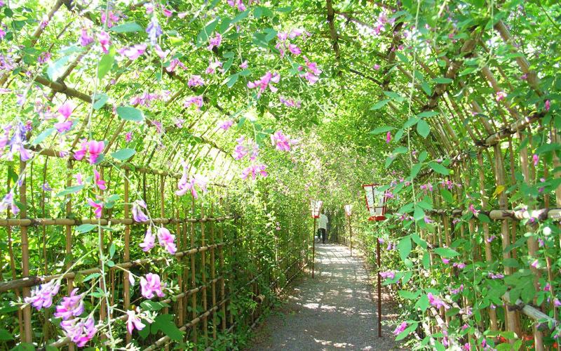 9月下旬になるとハギの花のトンネルを観賞できる。提供：公益財団法人東京都公園協会									