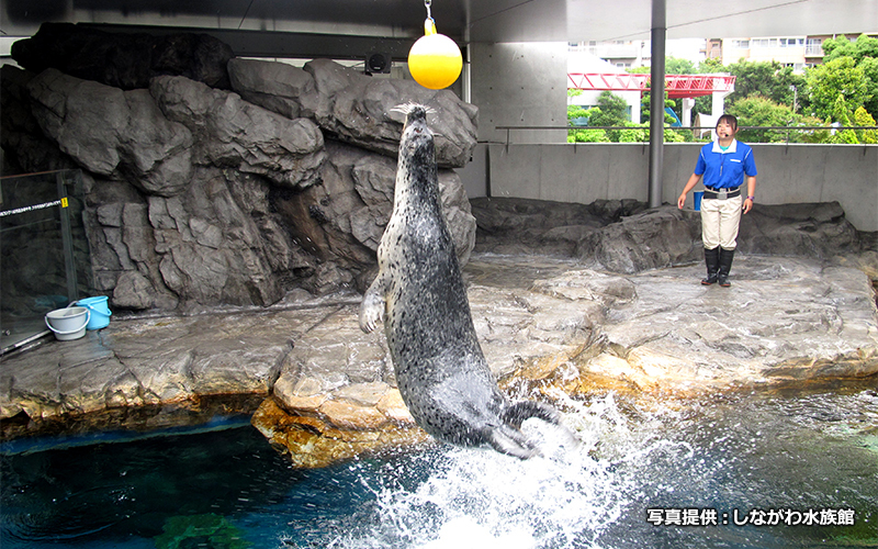 毎日行われているアザラシショーはしながわ水族館の見どころポイントのひとつ。