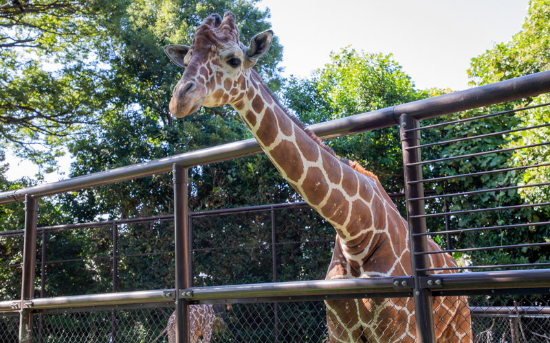 2頭いるキリンのうち1頭は野毛山動物園で産まれたため、飼育員にとても懐いている。