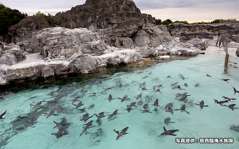 フンボルトペンギンをはじめ、季節によって2～4種類のペンギンを観賞できる。