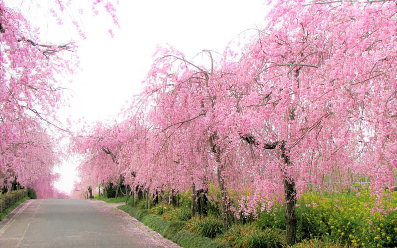 園内には枝垂れ桜の並木路もあり、春には花見を楽しむこともできる。									