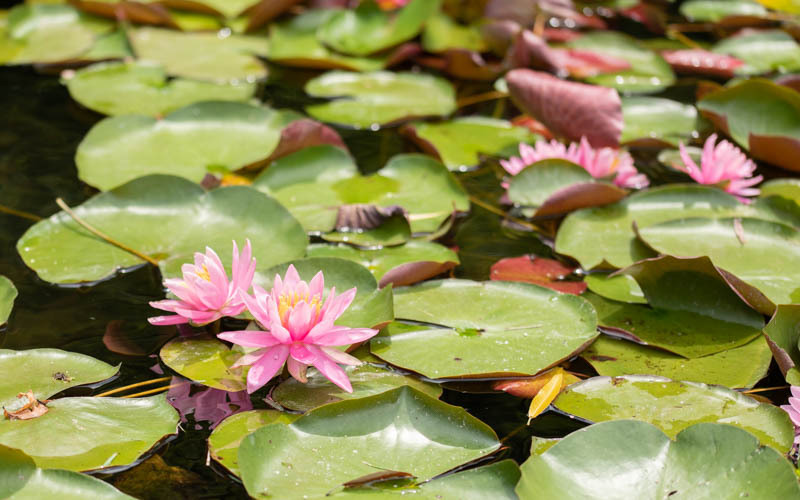 「龍仙湖」の東側には水面に咲く睡蓮も近くで見ることができる。