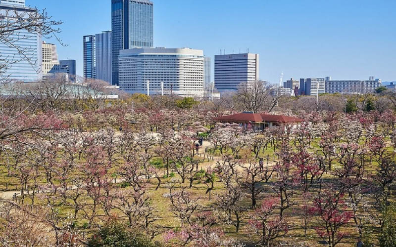 無料で入れる公園の敷地内に広がる梅林は、府内屈指の広さを誇る。写真提供：大阪城パークセンター