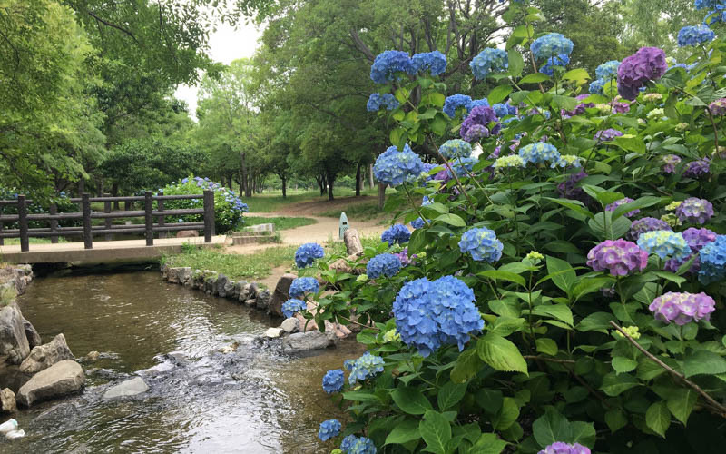 「緑のせせらぎ」の小川沿いに咲くアジサイは見応え十分。写真提供：鶴見緑地パークセンター						