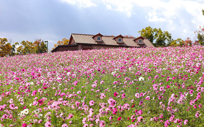秋には花壇一面を彩る50万本のコスモスも見ることができる。写真提供：堺・緑のミュージアム ハーベストの丘