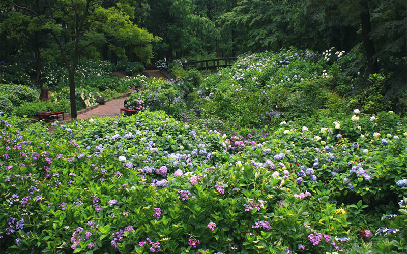 約10,000株のアジサイで埋め尽くされる「アジサイ園」。写真提供：大阪市立長居植物園
