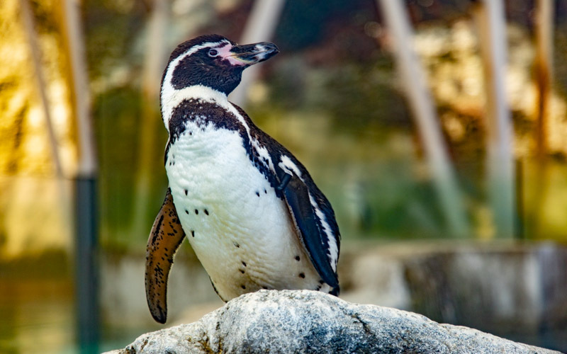 「チューブ」では愛らしいケープペンギンたちを間近に観ることができる。