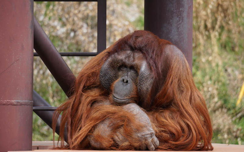 道具をつかう知能の高いボルネオオランウータン　写真提供：福岡市動物園