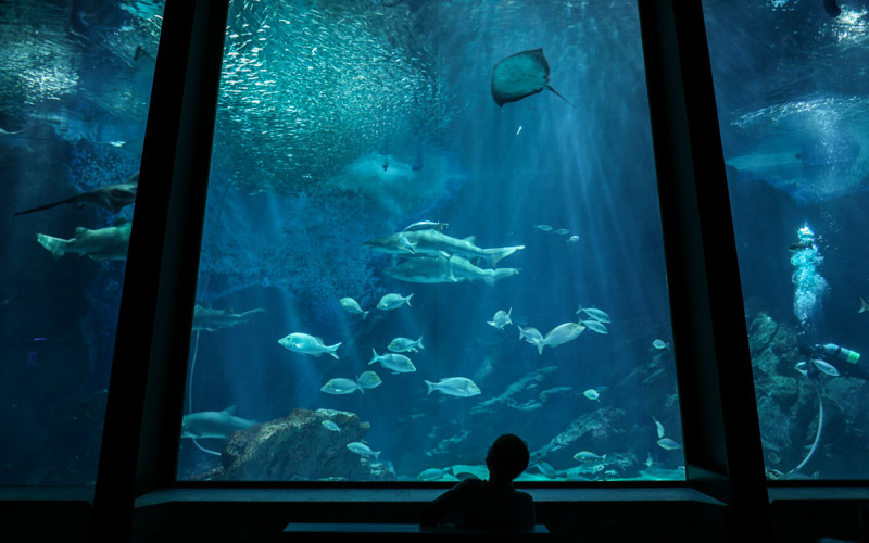 幅24mのパノラマ大水槽では、優雅に泳ぐ大型の魚やイワシの大群を見ることができる。