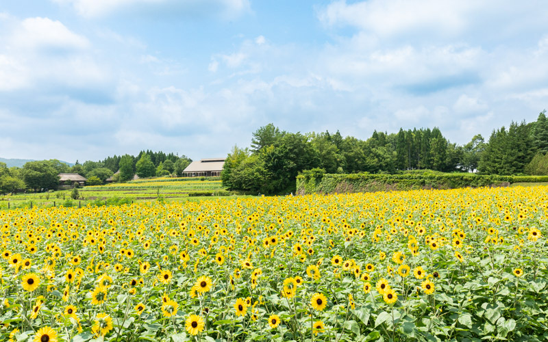 夏に満開を迎えるひまわりは、畑一面を鮮やかな黄色で埋め尽くす。