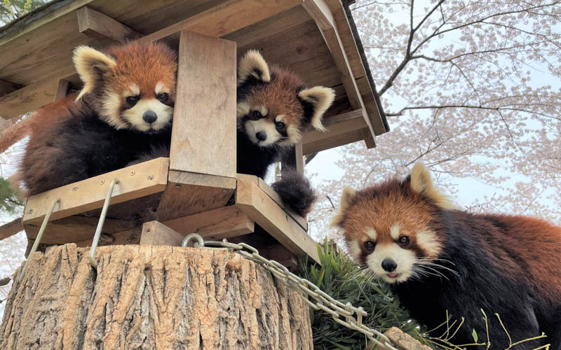 愛らしい姿が人気のレッサーパンダ。写真提供：八木山動物公園フジサキの杜（仙台市八木山動物公園）