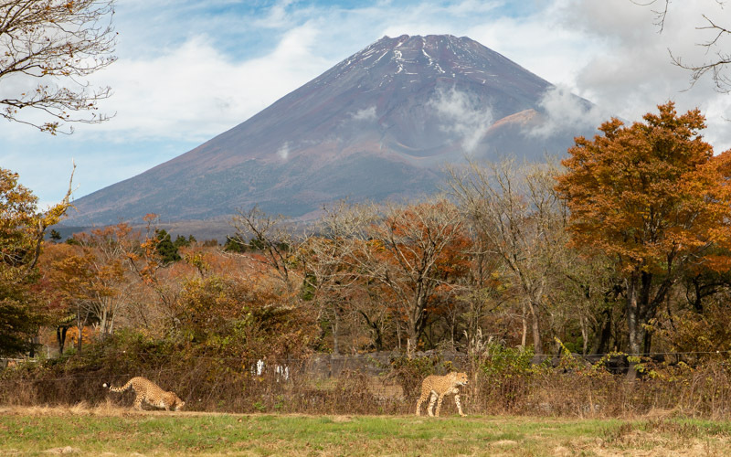 富士山とチーターを一緒に見られるのは富士サファリパークならでは。