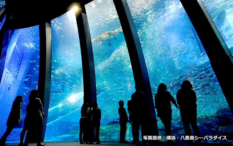 自然の海を再現した5万尾のイワシの群泳がきらめく大水槽。	