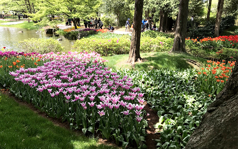 春には渓流広場で色とりどりに咲くチューリップを楽しむことができる。