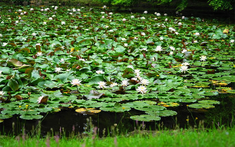 池の温帯スイレン。開花時期の5月中旬から10月頃が見頃。