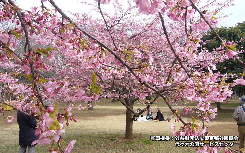 「六角の休憩舎」近くでは、河津桜が楽しめる。	