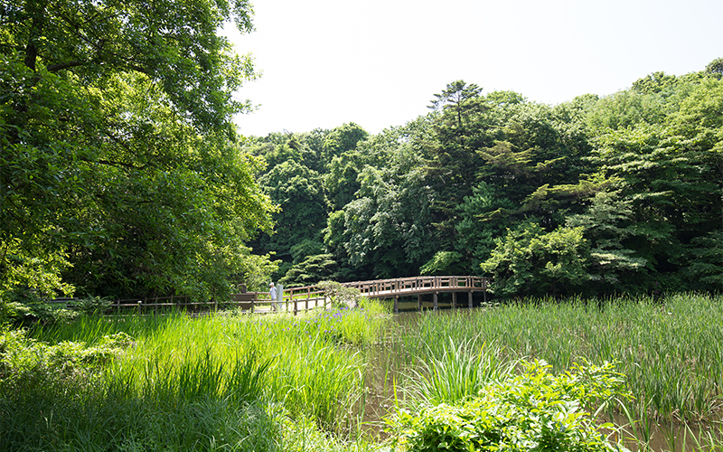 国の天然記念物に指定されている三宝寺池の浮島にある群落。ミツガシワやカキツバタなどが見られる。