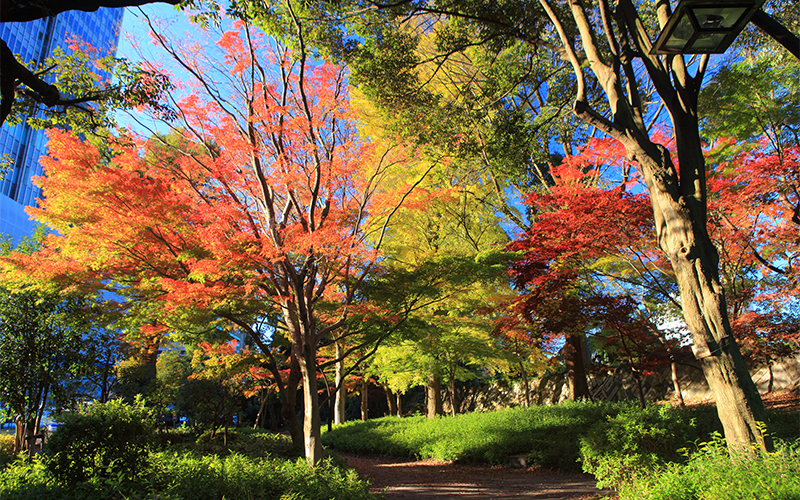 紅葉の時期には、色づくイチョウの葉を眺めながら散策するのもおすすめ。	