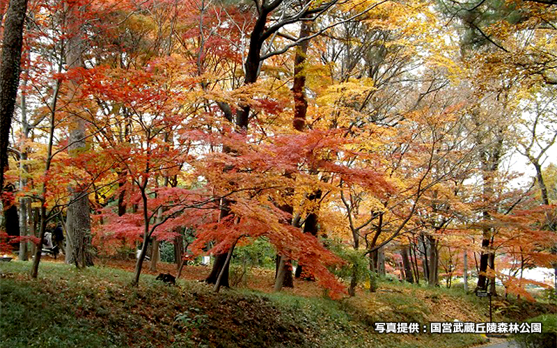 11月中旬～下旬には約20種類・約500本の紅葉が見られる。