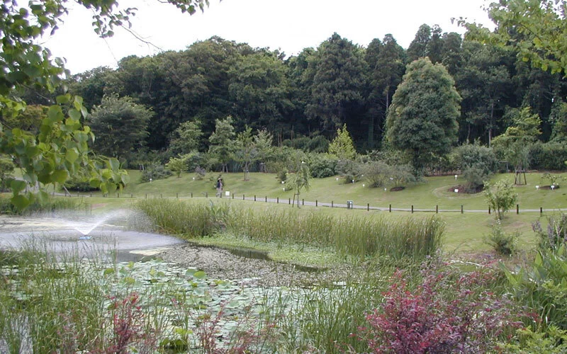 「自然風庭園」では草木が生い茂る空間に咲くバラを楽しむことができる。（写真は6月下旬の様子）
