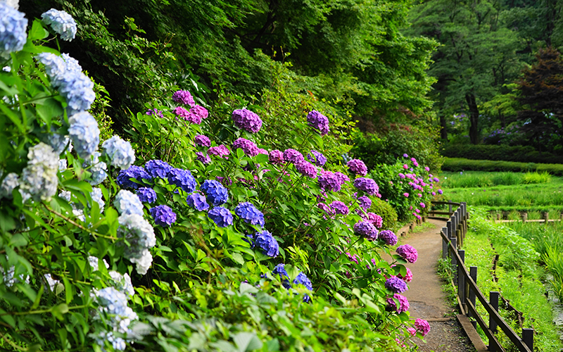 梅雨時には池の周囲にさまざまな色の紫陽花が咲く。