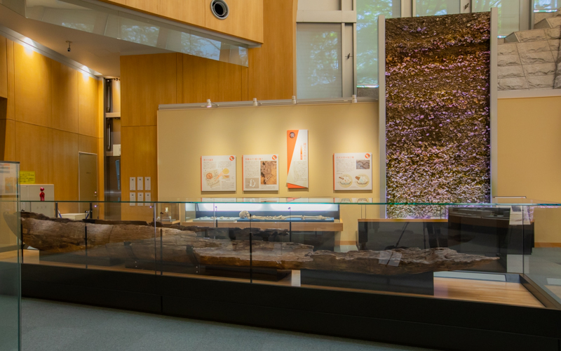 中里遺跡から発掘された丸木舟（手前）、長さが1キロメートルに及ぶ日本最大級の貝塚の実物の一部（奥）。