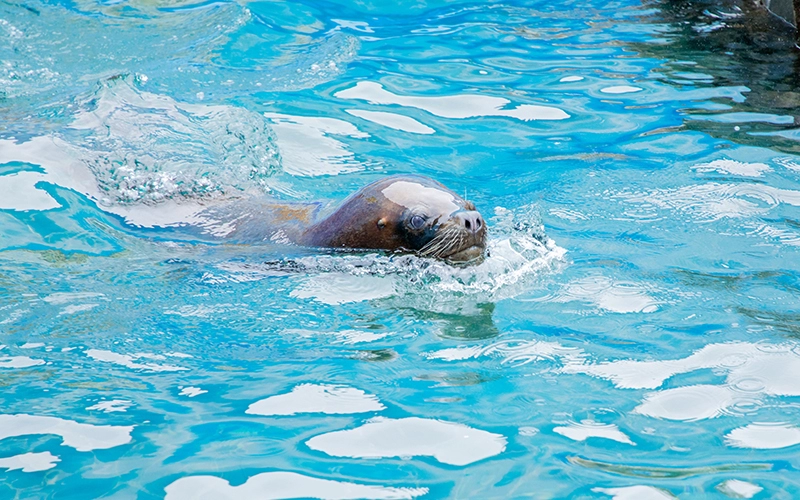 2頭のオタリアは水中で遊んだり、天気の良い日は陸で日光浴をしたりしている。